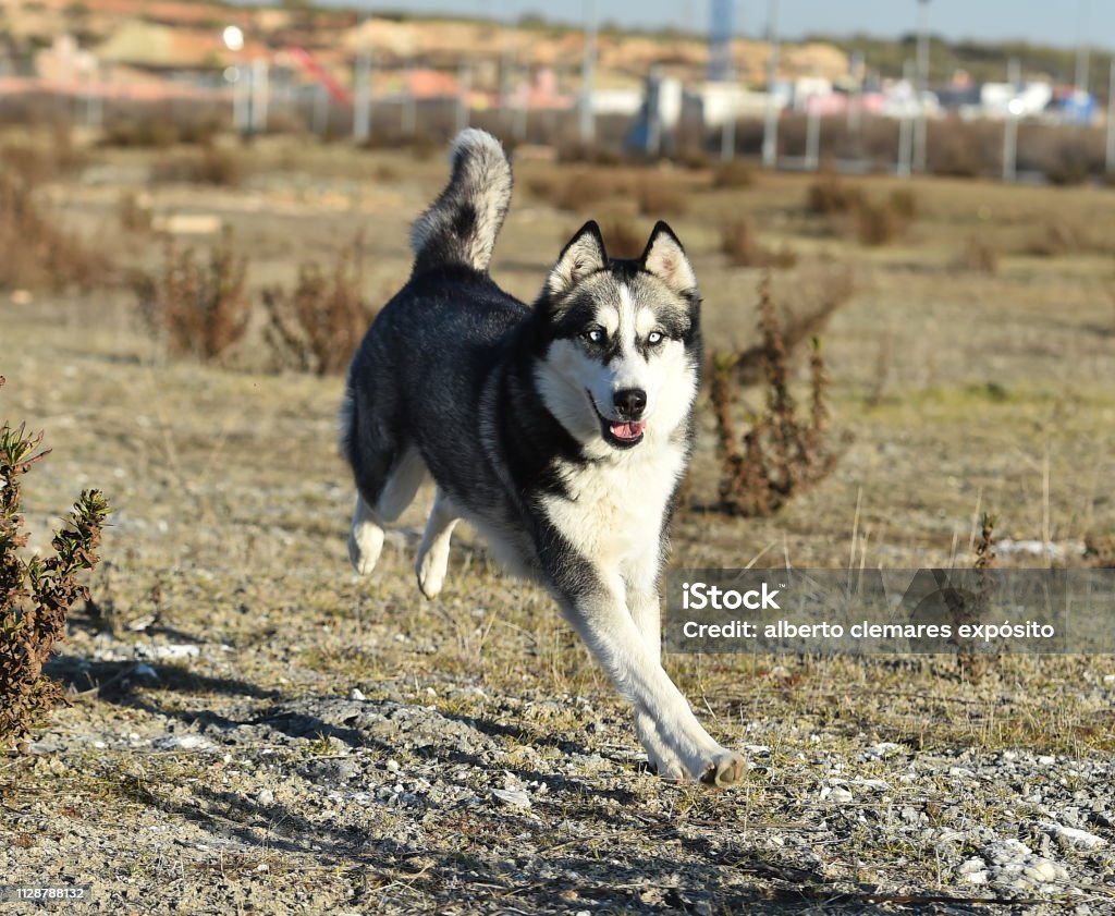 husky siberian Animal Stock Photo