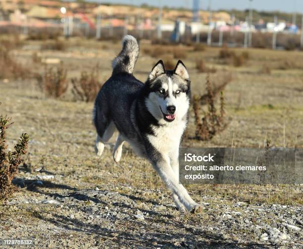 Husky Siberian Stock Photo - Download Image Now - Animal, Animal Body Part, Animal Eye