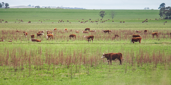 Cows grazing in countryside in Australia