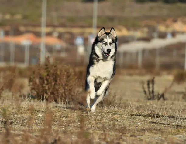 Siberian husky