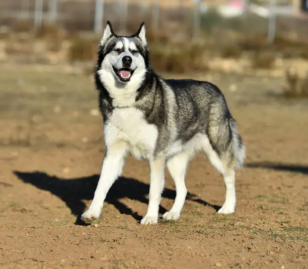 Siberian husky