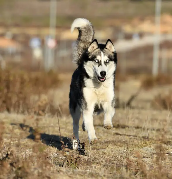 Siberian husky