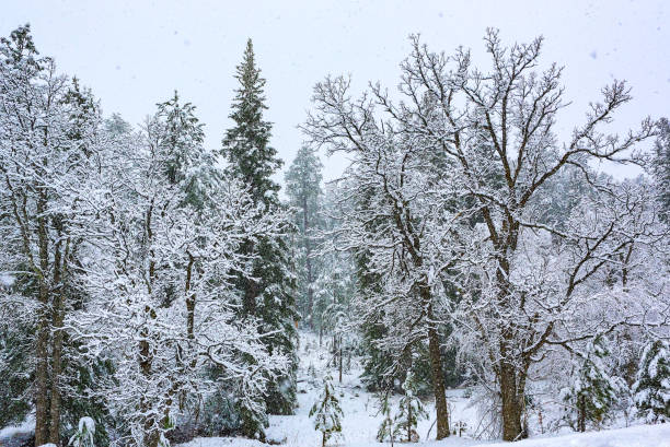 istock Winter in South Dakota 1128788422