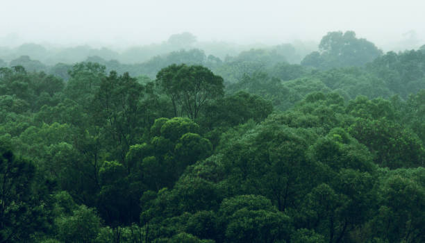 widok z lotu ptaka na las deszczowy z powietrza - treetop tree forest landscape zdjęcia i obrazy z banku zdjęć