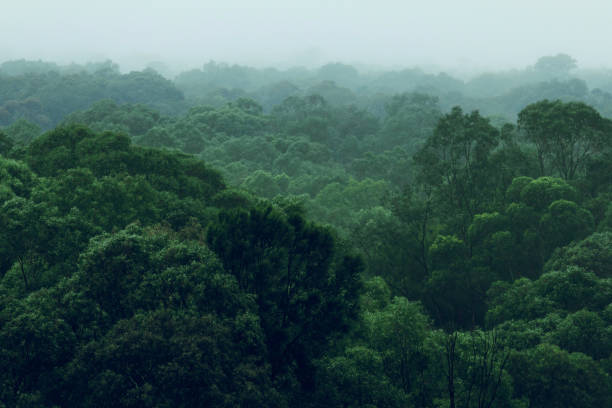 widok z lotu ptaka na las deszczowy z powietrza - treetop forest tree green zdjęcia i obrazy z banku zdjęć