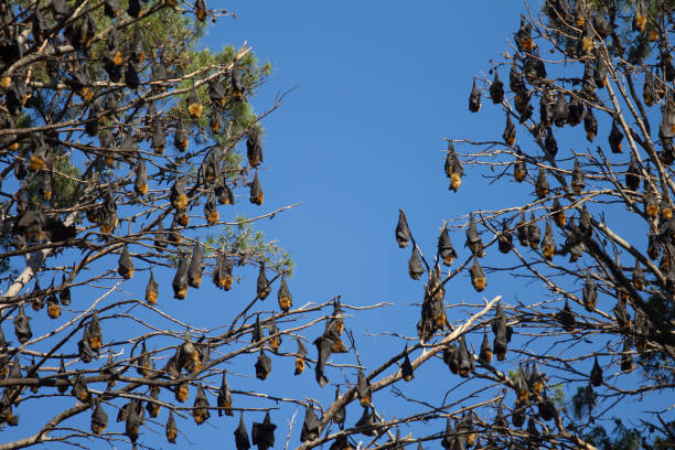 pipistrello nero della volpe volante, australia - bat fruit bat mammal australia foto e immagini stock
