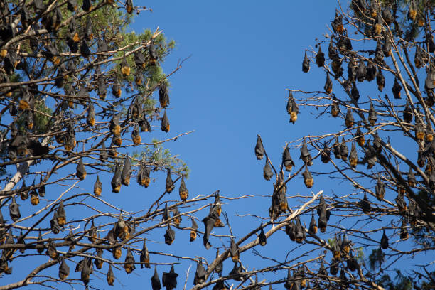 czarny latający lis nietoperz, australia - bat fruit bat mammal australia zdjęcia i obrazy z banku zdjęć