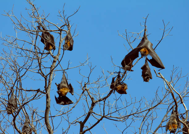 czarny latający lis nietoperz, australia - bat fruit bat mammal australia zdjęcia i obrazy z banku zdjęć