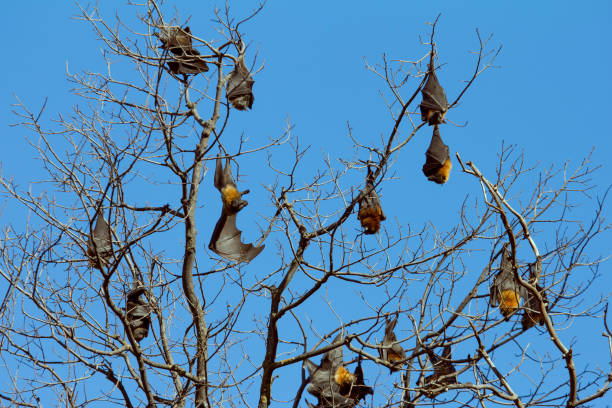 czarny latający lis nietoperz, australia - bat fruit bat mammal australia zdjęcia i obrazy z banku zdjęć