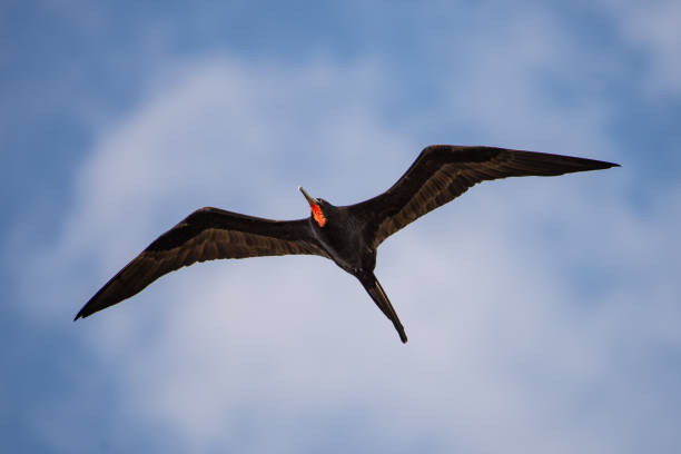 istock Magnificent Frigatebird 1128790389