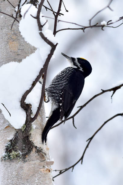 Black-backed woodpecker stock photo