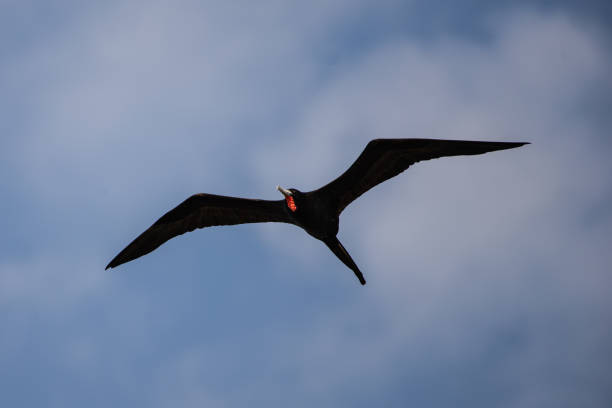 istock Magnificent Frigatebird 1128790676