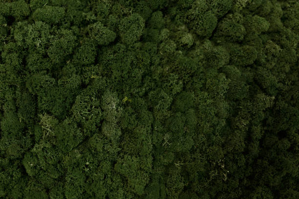 istock Aerial view of green moss 1128790778