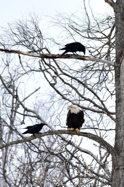 Ravens and bald eagle stock photo