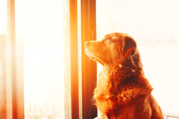 istock Golden retriever dog 1128791983