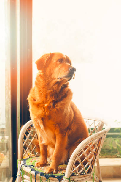 istock Golden retriever dog 1128791984