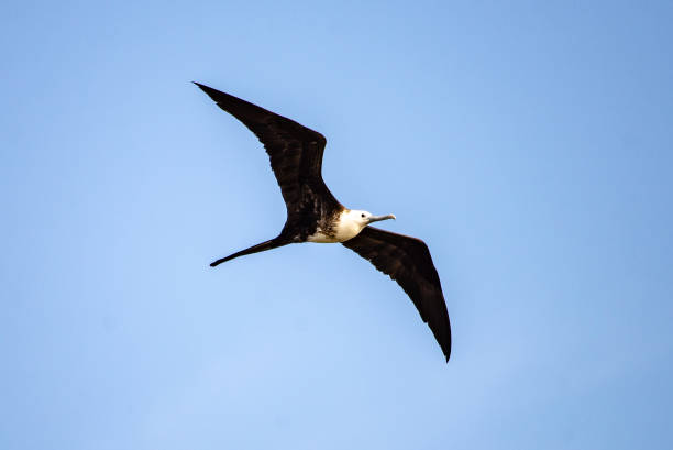 istock Magnificent Frigatebird 1128792316