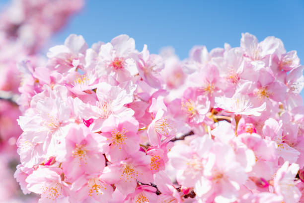 istock Cherry blossoms are in full bloom. 1128793489