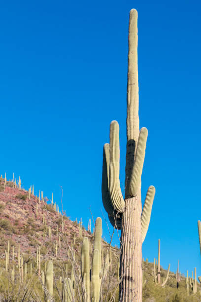 istock Saguaro Cactus in Arizona 1128796254