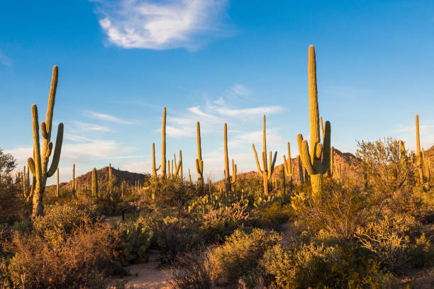 istock Sunset at Saguaro National Park 1128796353