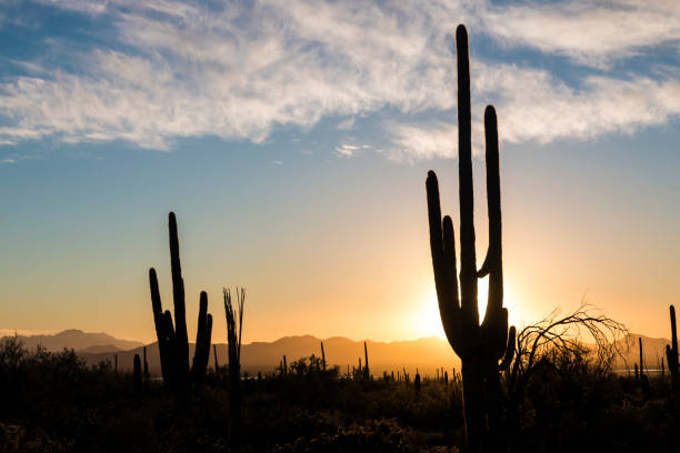 istock Sunset at Saguaro National Park 1128796367