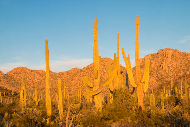 istock Sunset at Saguaro National Park 1128796412