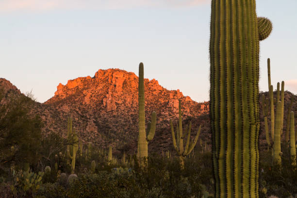 istock Sunset at Saguaro National Park 1128796464