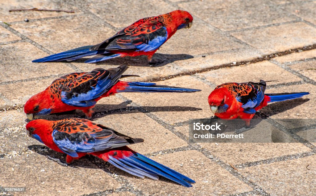 Crimson-Rosellas | Australian parrots, Australian native birds, Pet birds