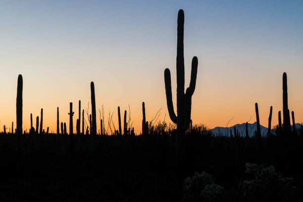 istock Sunset at Saguaro National Park 1128799653