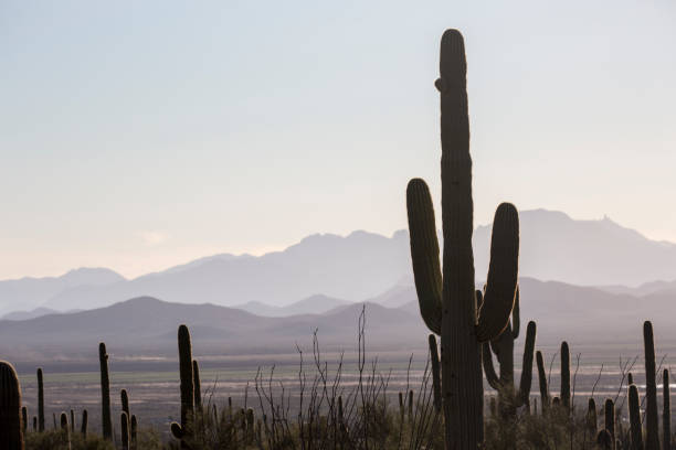 Landscape view of the sunset in Saguaro National Park near Tucson, Arizona.