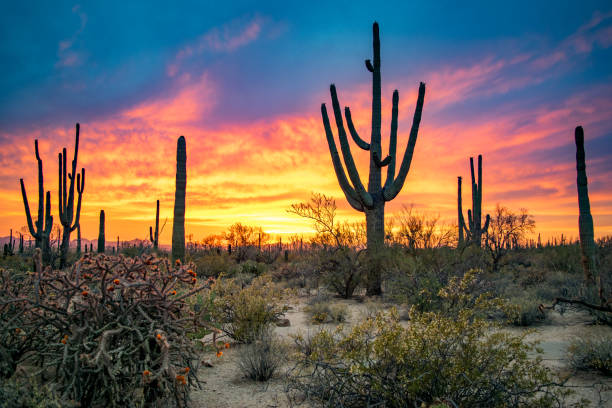 massive saguaros in sonoran-wüste bei sonnenuntergang - wüste stock-fotos und bilder