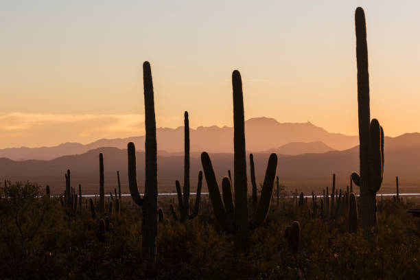 istock Sunset at Saguaro National Park 1128800513