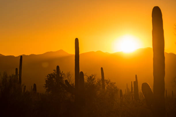 istock Sunset at Saguaro National Park 1128801026