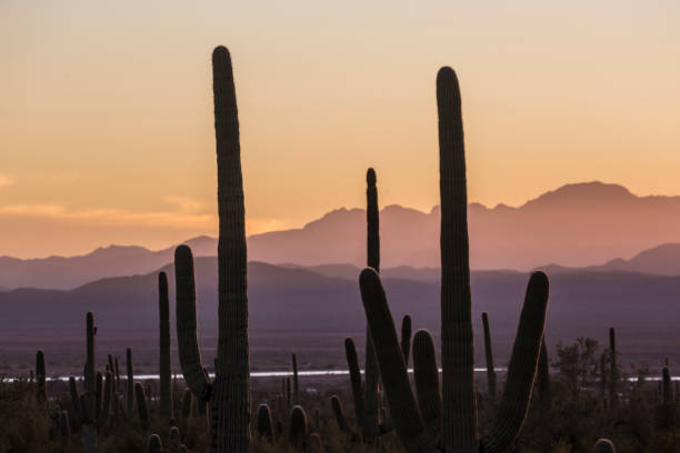 istock Sunset at Saguaro National Park 1128801030