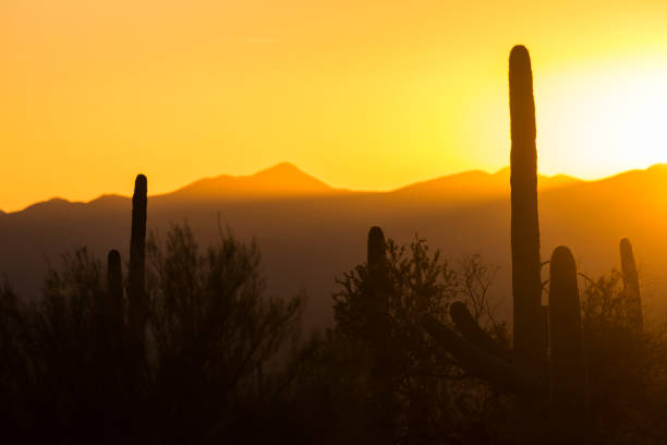 istock Sunset at Saguaro National Park 1128801044