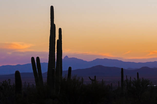 istock Sunset at Saguaro National Park 1128801074