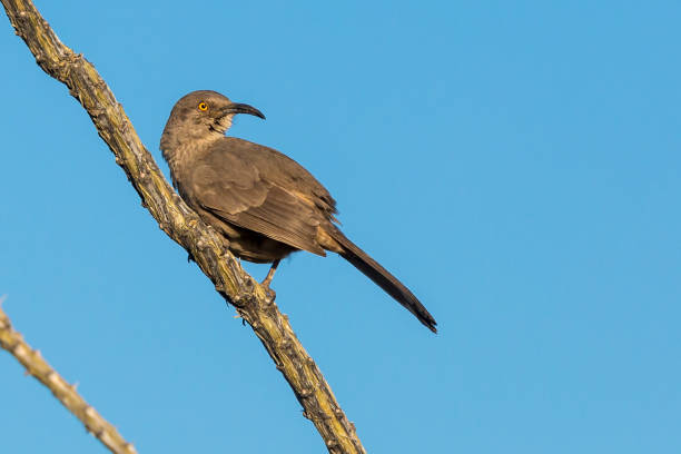 istock Curved Bill Thrasher in Saguaro 1128801116