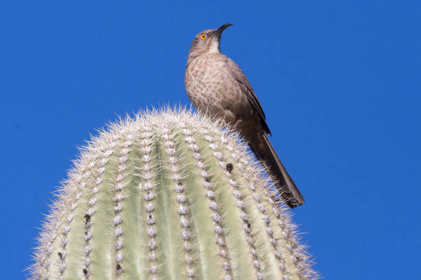 istock Wild Curve Billed Thrasher on a Saguaro 1128801144