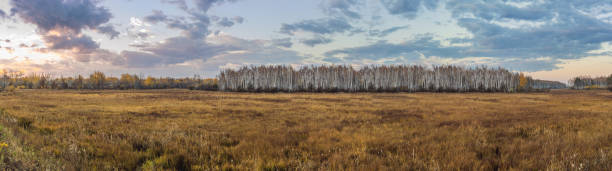 campo de otoño y el bosque, las nubes iluminadas por el amanecer - 11909 fotografías e imágenes de stock