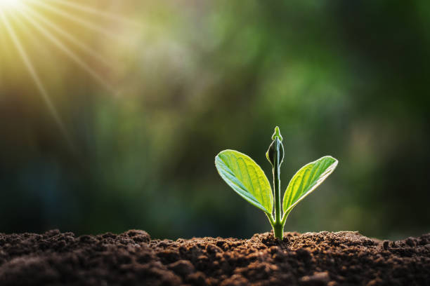 istock small plant growing in garden with sunlight 1128803194