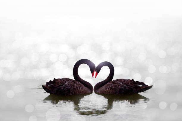 istock beautyful black swan in pond 1128804078