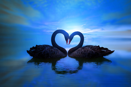 beautiful black swan in heart shape on lake blue moon light .Love bird concept