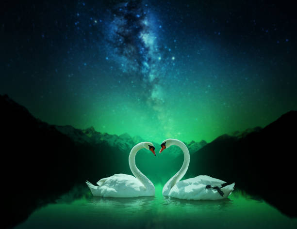 Ducks In Love Stock Photos, Pictures & Royalty-Free Images - iStock Ducks In Love Stock Photos, Pictures & Royalty-Free Images - iStock