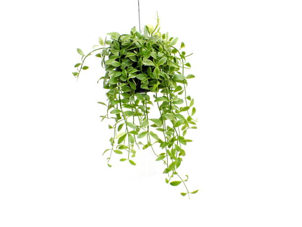 istock green plant hanging isolated collection on white background 1128804362