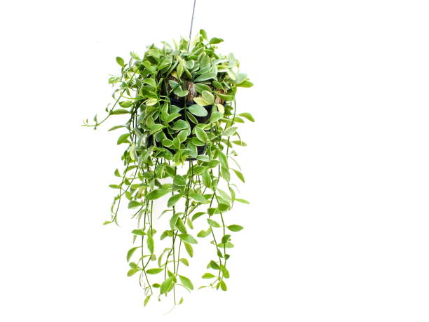 istock green plant hanging isolated collection on white background 1128804372