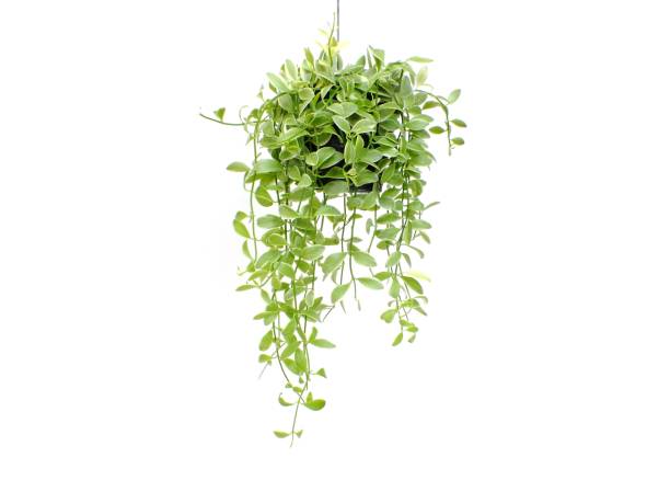 istock green plant hanging isolated collection on white background 1128804377