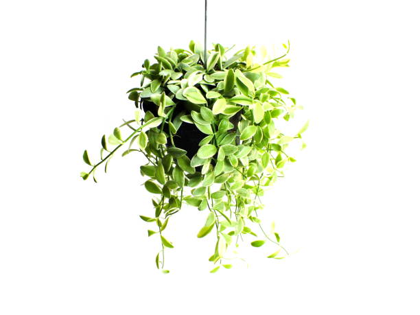istock green plant hanging isolated collection on white background 1128804384