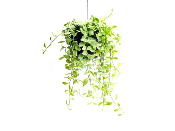 istock green plant hanging isolated collection on white background 1128804429