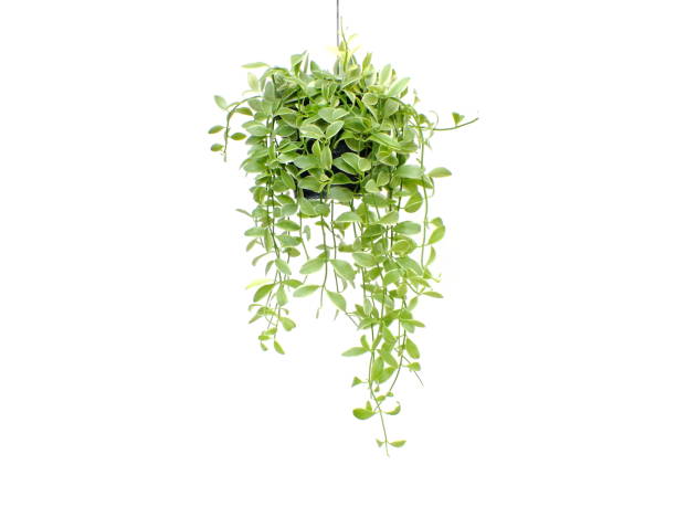 istock green plant hanging isolated collection on white background 1128804437