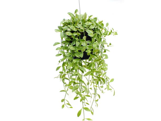 istock green plant hanging isolated collection on white background 1128804442